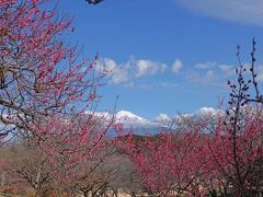 梅が咲いた岩本山公園 2020.02.02 =“絶景★富士山　まるごと岩本山”=