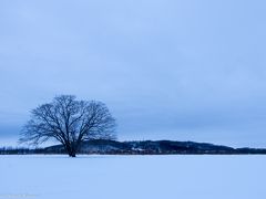 白銀の世界を求めて北海道へ写真撮影旅行