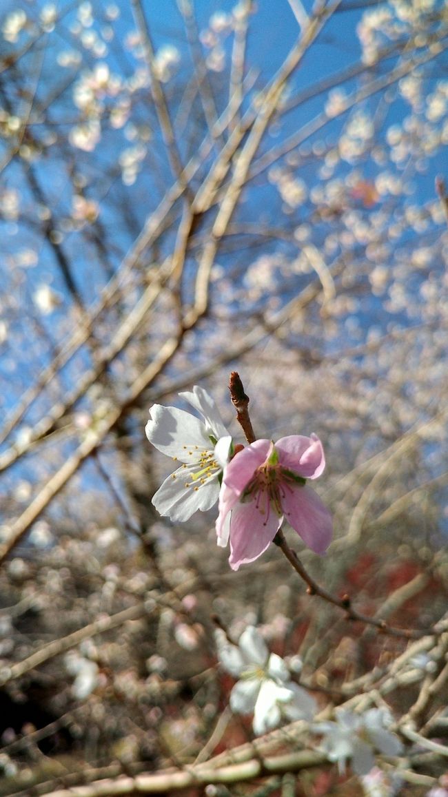 初冬に咲く四季桜の里へ