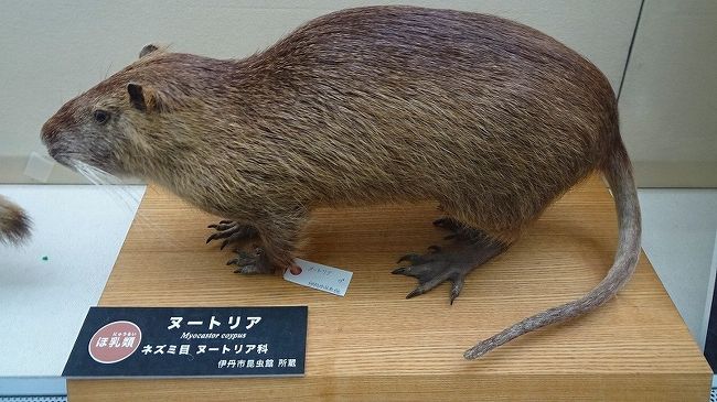 その1からの続きです。<br />蝶の館は10時にオープンするので、それまでの間に1階と2階の展示物の見学と、4階の展望テラスからの風景を見学後、最後に蝶の館に入ります。<br /><br />写真は、1階展示室のヌートリア。<br /><br />この辺りは、池が多く住みやすいのか害獣のヌートリアを見かけることがある。この近くでの写真撮影は、宝塚市の安倉上池で一度できました。<br />https://4travel.jp/travelogue/11289224<br /><br />こちらは、兵庫県小野市で見かけたヌートリアです。 <br />https://4travel.jp/travelogue/11203101