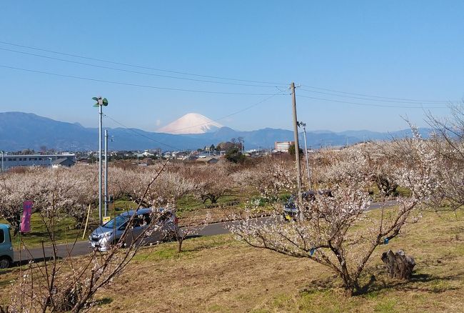 良い天気に誘われ散歩がてら近くの曽我・別所梅林へ行きました。梅は殆ど満開状態でしたが広い梅畑の事、種類も多くまだまだ花は咲き続けます。流鏑馬が曽我会場近くの原地区で開催されます、2月11日(火)午後。近くの方はお出かけになられたらいかがでしょうか。12時15・13時・14時20・14時30と成っています、種目によって開催時間が違うようです。天候不良時は16日(日)に変更。近くにはいろいろな観光スポットもありますので一日楽しく過ごせます。何時もの散歩コースの国府津山の桜も満開、既に散り始めています今月の様子をUPしました。今年は河津の桜祭りには行けそうにもありませんので国府津山の桜で我慢です。2月9日更新