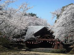 ２０１９年４月　山口県山陽小野田市　須恵健康公園と若山公園で花見をしました。