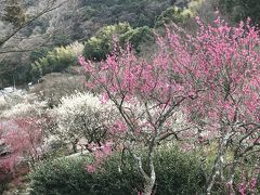 花を求めて⑮熱海　梅園散歩と熱海桜を探して