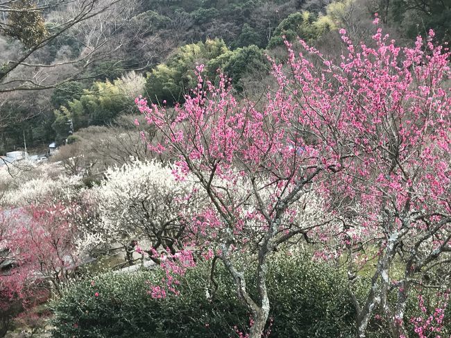 熱海の梅園と熱海桜を見るために糸井川沿いを散歩