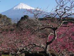 自転車でGO! 梅が咲いた岩本山公園 2020.02.05 =“絶景★富士山　まるごと岩本山”=