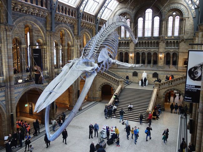 London(2.4) 自然史博物館。恐竜の展示がおざなりでがっかりだった。