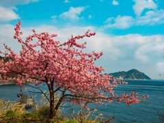 四浦半島の河津桜　2020