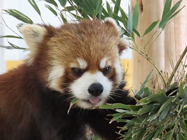 日本の動物園の七不思議？に「東山動植物園にレッサーパンダがいない」と言うのがあります（笑）<br />実は東山では昭和50年代までニシレッサーパンダを飼育したいた時期はあるのですが、ここ30年近くは飼育がなく、その結果、東海３県ではレッサーパンダを見ることが出来ない不思議な状況となっていました。<br /><br />そんな東山も今年秋にレッサーパンダの再導入が決まり、秋が待ち遠しいと思っていた1月21日、豊橋総合動植物公園のんほいパークから衝撃のリリースが！！<br />なんと、旭山動物園の守守（ショウショウ）君と多摩動物公園のリーファ（李花）ちゃんが来園し2月8日から公開が始まるとのこと！！<br /><br />この移動とのんほいのレサ―パンダ飼育は全くノーマークだったのでほんとに驚きましたが、のんほいには過去に2度訪問したことがあり、とてもいい園だと思っていましたのでとても嬉しく思いました。<br /><br />なんとか午前中だけですが訪問出来る都合がついたのでのんほいでのレッサーパンダ公開初日に行ってきました。<br /><br /><br />これまでのレッサーパンダ旅行記はこちらからどうぞ→http://4travel.jp/travelogue/10652280