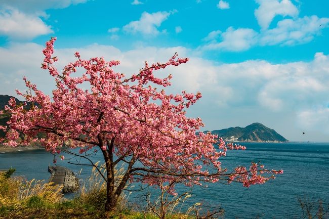 　九州一春の訪れが早いという津久見市の四浦半島に、河津桜が例年よりも10日ほど早く咲いています。