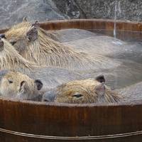 伊豆までドライブ（伊東温泉・伊豆シャボテン動物公園）