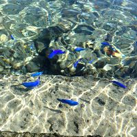 宮古島 海岸線の旅② 魚が青いよ大神島 ～２泊３日の観光代が９７０円て の巻～
