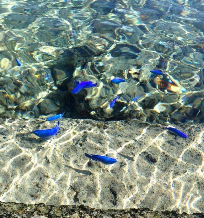 宮古島 海岸線の旅 魚が青いよ大神島 ２泊３日の観光代が９７０円て の巻 宮古島 沖縄県 の旅行記 ブログ By ハナコさん フォートラベル