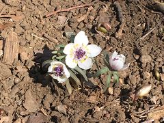 節分草を見たくて野川公園へ散歩