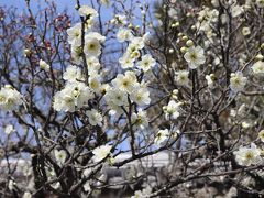 静寂の嵯峨野紀行