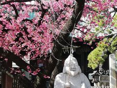 品川の荏原神社で桜見頃