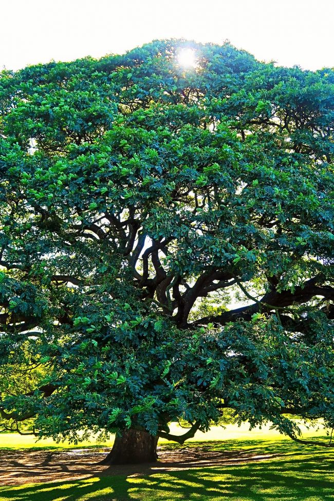 モアナルア・ガーデン(Moanalua Gardens)は、24エーカー(97,000平方メートル)の広さをもつ私有の公園。ハワイ州ホノルル市モアナルア地区の州間高速道路H201号線沿い、トリプラー陸軍病院の近くに位置する。かつては地元の実業家で地主であったサミュエル・ミルズ・デイモンの保有する地所であったが、現在ではデイモンの曾孫が経営するカイマナ・ベンチャー社の所有地となっている。 <br />この公園は、のちのカメハメハ5世となるロット王子が暮らしたコテージの所在地として知られている。恒例行事であるプリンスロット・フラ・フェスティバルの会場でもあり、日本では「日立の樹」として有名なモンキーポッドの大木の生育地としても有名である。<br />(フリー百科事典『ウィキペディア(Wikipedia)』より引用)<br /><br />「日立の樹」があるモアナルア・ガーデンは、アメリカ合衆国ハワイ州オアフ島のワイキキから車で30分ほどの地にあります。地元の人々にとっての憩いの場として、また、観光スポットとして、多くの人々に親しまれています。園内には、ハワイ原産に限らず、さまざまな植物が世界中から集められており、モンキーポッドも、そのひとつです。<br />https://www.hitachinoki.net/access/garden.html より引用<br />モンキーポッドは、熱帯アメリカ原産のマメ科ネムノキ亜科ネムノキ属の常緑高木。別名、レインツリー、アメリカネムノキ。 <br />https://www.hitachinoki.net/profile/prof.html<br /><br />モアナルア・ガーデン については・・<br />https://travel-star.jp/posts/5198<br /><br /> オアフ島(英語:Oahu)は、ハワイ諸島のうちの一つの島であり、3番目に大きい島である。ハワイ州ホノルル郡に属し、州都ホノルル市がある。愛称は集いの島(The Gathering Place)。 <br />総面積は国後島とほぼ同じ1,545.3km2で、沖縄本島と韓国済州島の中間ほどの大きさである。最大部で島の長さは約71km(44マイル)、幅は約48km(30マイル)である。海岸線の長さは180km(112マイル)である。 <br />(フリー百科事典『ウィキペディア(Wikipedia)』より引用)<br /><br />ANA A380で行くハワイ6日間♪【オアフ島周遊プラン】 <br /><マリオットプラン> トラピックス <br />1月24日(金) 2日目<br />08:00頃 ホテル発。≪オアフ島周遊ツアー≫。(14時間)<br />・ダイアモンドヘッド (車窓) ・ハナウマ湾展望台 (下車)<br />・モアナルア・ガーデン (入場)・ドール・プランテーション(下車)<br />・ハレイワタウン (下車) ・サンセット・ビーチ (車窓) <br />・ポリネシア・カルチャーセンターを見学 (入場観光)<br />夕食後、イブニングショー「ハァ・ブレス・オブ・ライフ」<br />22:30頃 ホテル着。<br />【宿泊地:ホノルル泊】ワイキキビーチ マリオット リゾート&スパ<br />https://www.marriott.co.jp/hotels/travel/hnlmc-waikiki-beach-marriott-resort-and-spa/