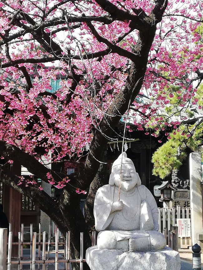 都内で一番早くいい感じの桜がみれるところ?<br />まあ今の時期いろいろなところで咲き始め、さくら祭りもやつてるようなのて一番近くであまり人がいないところがいいと<br /><br />他に候補は三浦海岸や熱海や興津だった<br />さくらの種類が違うが<br /><br /><br /><br />