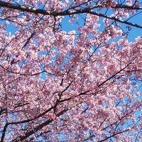 河津桜を見に行きたくて。