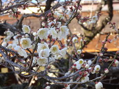 2月の京都　北野天満宮の早咲き梅