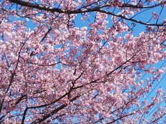 河津桜を見に行きたくて。