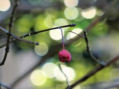 今年も春の妖精探しは向島百花園から～♪