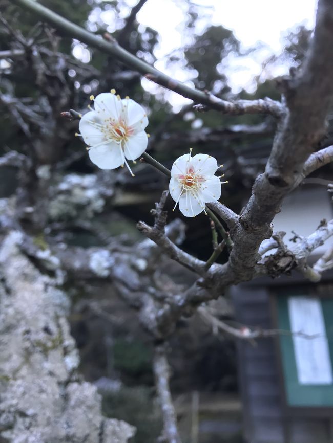 2月コロナウィルス真っ只中<br />懲りずにひとり旅<br />1泊2日伊勢神宮・二見浦観光<br /><br />交通費　近鉄伊勢神宮参拝きっぷ ￥6100<br />宿泊　　エースイン松阪（Yahoo）￥3800朝食付き<br />雑費　￥5.560（食事含む）<br />計　￥15.550-<br /><br />