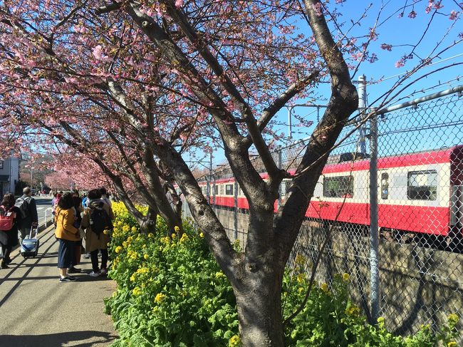 ご覧いただきまして、ありがとうございます。<br /><br />2/11祝日、電車で三崎に行ってきました。