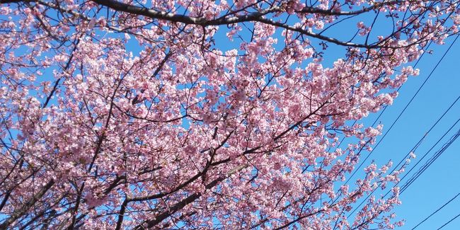 コロナウイルスがとうとう日本で１００人突破。<br />こんなご時世、旅行なんか行かない方がいいよね？<br />パパに聞くとまーねって。<br />近くならいいんじゃない？<br />やめておいた方がいいよってパパ。<br />うん。<br />天気いいのになあ。<br />河津桜が咲き始めたって。<br /><br />１０日仕事から帰って来ると、<br />三浦海岸でも桜祭りやっているよ。<br />伊豆は遠いけど、三浦半島なら近いから行ってもいいよって。<br />本当に！！！<br />私がしょげていたのが可哀そうになったのか調べてくれていたみたい。<br />でも明日まだお宿取れるの？<br />観潮荘なら空いているよ。<br />早速予約！！<br />でも上手く繋がらない。<br />やっと入れて確認すると、予約した値段より安く出ていて、、、、<br />えー、ちょっとの差で値下げしたんだ。<br />もうキャンセルできないし。<br />幸先悪いね。<br />なんか嫌な予感が。<br />でも天気もいいみたいだし、<br />だいたい期待していなかったんだから、行けるだけいいよね。<br />行ってみないとわからないから、気を取り直して行ってみましょう。<br />どんな旅行になるかしら？<br />