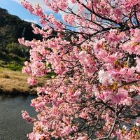 ジャイ〇ンを連れて河津桜を見に行ってきた