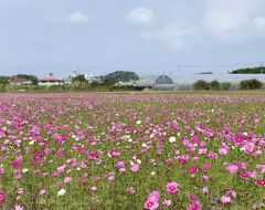 2020年初旅は、沖縄でお花見③～冬のコスモス～