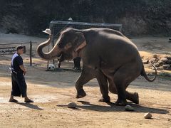 タイ専科66     メーサー・エレファント・キャンプ　～象画伯　おっとそりゃない　1000バーツ～