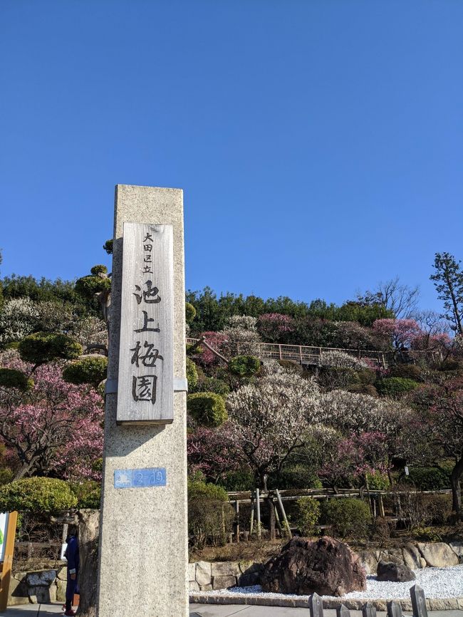 今年は暖冬のためいつもより早く梅が咲き始めました。<br />良いお天気なので、池上梅園をメインに池上散策。<br />池上は初めてきましたが、寺町で老舗の甘味屋や美味しい飲食店が多く楽しく散策できました。<br />梅園は2020年2月13日時点で全体六分咲きとのことですが、満開に近い樹もちらほらありました。<br /><br /><br />写真はスマホ(Pixel3a)で撮影してます