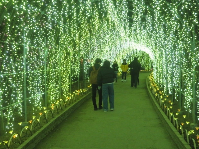 北関東の足利市にある花と光の楽園「あしかがフラワーパーク」でイルミネーション・フラワーファンタジー2019を見てきました。<br /><br />日本三大イルミネーションの一つとして多くの観光客が来る人気観光スポット、大規模駐車場があり車で行く人が多いですが、昨年はJR両毛線に隣接して新駅ができ電車で行く人も便利なので多くなっているようです、この時期はバスツアーで来る人も多いです、クラブツーリズム、阪急トラピックス、読売旅行などメディア募集できた人も園内に多くいました。<br /><br />夕方、駐車場に近い西ゲートから入園しました、16時30分頃でしたのでまだ明るいので最初はお花や池など見ながら散策を、歩いている途中にフードエリアがあったので焼きまんじゅうを食べました、正面ゲートまで行き、お土産売場があるので入りました、連れがお土産を買いました、やがて暗くなったのでイルミネーションが楽しめました。<br /><br />あしかがフラワーパークには何回も入園しているので園内の状況は把握しているので適当に歩きました、イルミネーション時のに入園も4回目で年々見ごたえがあるようになっています、イルミネーションは11月から2月6日まで入園料は1000円、2月は園内で冬咲きボタン、寒紅梅、ロウバイなどを見ること出来ます、一番人気は4月からの藤で多くの観光客でにぎわいます。