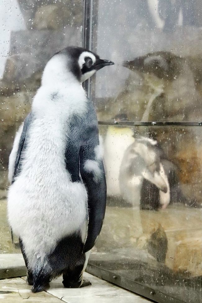 年もアドベンチャーワールドで３ヶ月ぶり ４ ペンギン特集 換毛中のペンギンたちに爆笑 エンペラーペンギンの赤ちゃん昭和の水着姿 南紀白浜 和歌山県 の旅行記 ブログ By まみさん フォートラベル