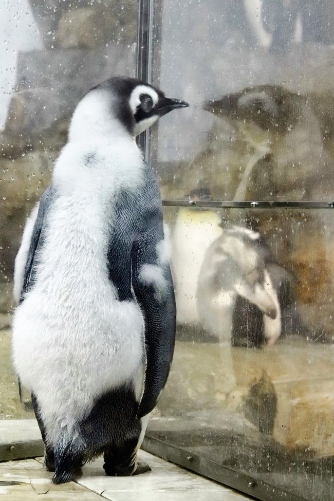 年もアドベンチャーワールドで3ヶ月ぶり 4 ペンギン特集 換毛中のペンギンたちに爆笑 エンペラーペンギンの赤ちゃん昭和の水着姿 南紀白浜 和歌山県 の旅行記 ブログ By まみさん フォートラベル 年もアドベンチャーワールドで3ヶ月ぶり 4 ペンギン特集 換毛中のペンギンたちに爆笑 エンペラーペンギンの赤ちゃん昭和の水着姿 南紀白浜 和歌山県 の旅行記 ブログ By まみさん フォートラベル