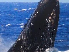 Oahu-49　ホエールウォッチ！クジラ目撃-撮影は至難　☆潜水45分・浮上一瞬/接近禁止で