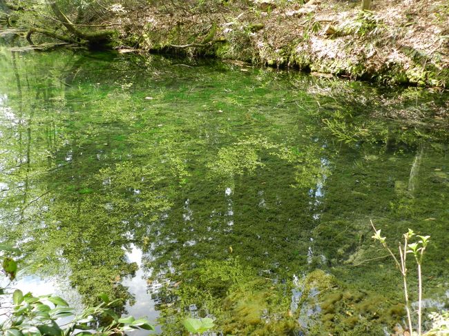 ある日、秘密のケンミンSHOWを見ていると「栃尾の油揚げ」の特集をしていました。<br />油揚げや厚揚げが好物なJOECOOL夫婦は「これは行くしかない！」。<br />ということで、5月のＧＷにJALのおともdeマイルの空き席を見つけ即予約しました。<br />ついでに付近の滝めぐりしようと計画を立て、宿泊は「NASPAニューオータニ」をとりました。<br /><br />《その６》<br />越後湯沢から東に走って津南町にある『龍ヶ窪』に行ってみました。<br />『龍ヶ窪』は、その水が名水百選に選ばれている池です。毎分30トン（日量43,000トン）の水が常に湧き出しているため、池の水は1日で全て入れかわることになり、決して濁ることなく透明度が高い状態にいつも保たれているそうです。