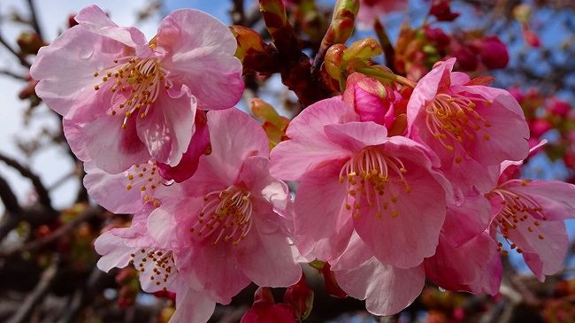 その3からの続きです。<br /><br />写真は、昆陽南公園で開花した河津桜。
