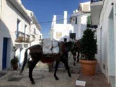 コスタデルソルの路線バス