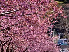 ありがとうスーパービュー踊り子号、引退間近な251系と伊豆の河津桜を見に訪れてみた（河津桜並木編）