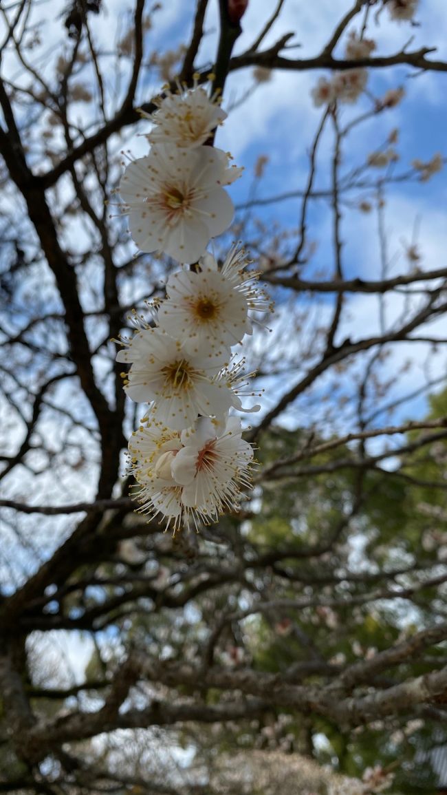 ふらり、何処かへ行きたくなった・・・。特に、何処へ?はなく、何をしに?もナイ様な・・・。でも、何処かへ行きたい!っと思い、必死に考える。<br /><br />・やっぱり、飛行機に乗りたい!<br />・美味しいもの食べたい!<br />・ヒルトンで、まったりしたい!<br /><br />って思ってると、インスタでフォローしてくださっている焼肉屋さんが、本当に毎回、ストーリーズを見て下さる。<br /><br />なので、上記の欲望も満たせるので、いっちょANA様に乗って焼肉を食べに行きますか?っとなった旅でございます。<br />