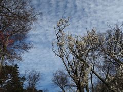 吉祥寺・梅が咲きだした井の頭恩賜公園(2020年2月10日）