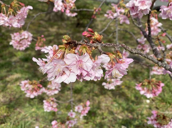 河津桜祭り前に行って来ました。<br />場所によっては3分咲きの所も有りました。<br />iPhone 11 ProMaxで撮影
