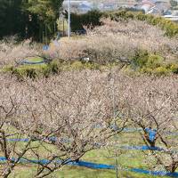 2020年2月南紀白浜　梅林散歩