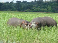 ケープタウン・ナミブ砂漠・ヴィクトリアの滝・チョベ国立公園　⑨　（チョベサファリ）