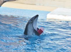 予定のない週末の過ごし方＠下田海中水族館でショー三昧！