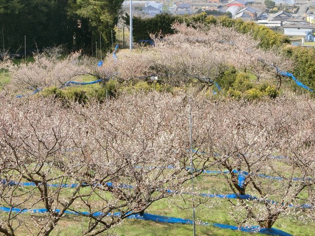 関西は今年最後かもしれないという理由によりまた南紀白浜にきてしまいました。5日間の予定だけど特に観光の予定はなし(笑)のんびりします。