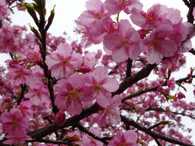 一足早い春を求めて、河津桜を見にお散歩してきました。<br />西郷山公園と代々木公園にはきれいな河津桜が咲いていましたよ。<br /><br /><br />代官山駅→春水堂でランチ→代官山T-SITE→西郷山公園の河津桜→<br />池尻大橋駅→代々木公園駅→代々木公園の河津桜