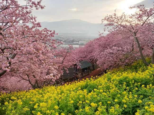 ニュースで松田の河津桜が八分咲きということだったので午後からお出かけ。東京から2時間半ぐらいかかりました！<br />新宿から新松田駅まで小田急線に行き、そこから松田駅まで歩きます。<br />シャトルバスは片道160円。菜の花と河津桜の共演が見れます。<br />松田山ハーブガーデンのある松田山の斜面で、約３６０本の早咲き桜（河津桜）が濃いピンク色の花を咲かせます。<br />