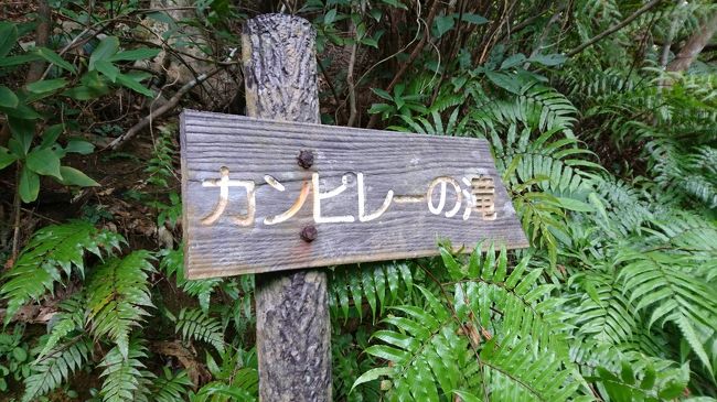 すっかり公開した気になっていて前回更新からえらい時間たってました。<br /><br />緊急事態宣言は解除されましたが今までと同じとは言えず、さらにこんな状況なので今年の旅行はもう諦め(泣)、今まで行ってきてあげていない旅行記作成でもしようかなと思う今日この頃です。<br /><br />ちなみに自粛期間中(ほぼ今も)はずっと食べていました。旅行出来ないから、とお土産取り寄せたり地元の銘菓を楽しんだり。これはこれで楽しかったです(体重計は無視)。<br /><br />では沖縄旅行の後半です。<br /><br />12/8は西表島ツアーでトレッキングしてきました。<br />ツアーのスケジュールでトレッキング40分間というのを勝手に往復だと勘違いしていたのですが、実際は片道40分という...しかも素人な私達はそれ以上に時間がかかり、翌日から筋肉痛に悩まされるのでした。<br /><br />最終日は晴れの予報だったので朝一のフェリーで竹富島に行き、自転車レンタルで島を巡って沖縄感をようやく堪能しました。
